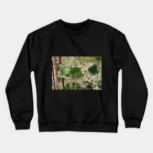 Yardlong Beans on Vine Crewneck Sweatshirt